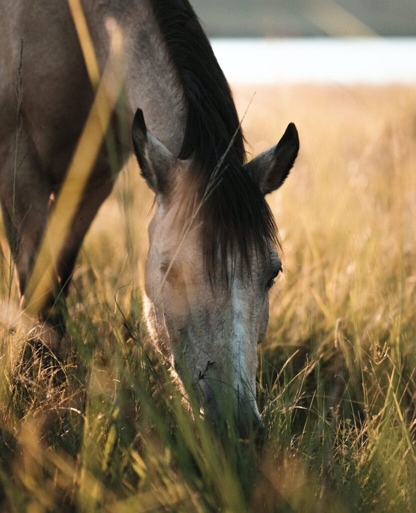 jean-van-wyk-ygwrgR1a0L4-unsplash